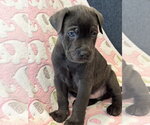 Small Photo #5 Labrador Retriever-Unknown Mix Puppy For Sale in San Diego, CA, USA