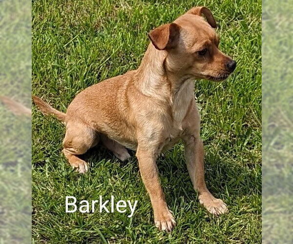 Medium Photo #2 Doxie-Pin Puppy For Sale in San Bernardino, CA, USA