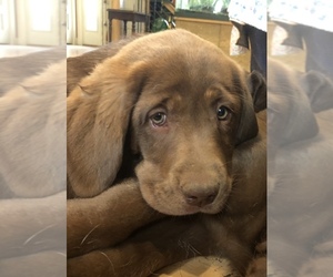 Labrador Retriever Puppy for sale in BARNEVELD, WI, USA