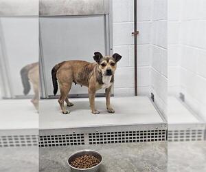 Mutt Dogs for adoption in Temple, TX, USA