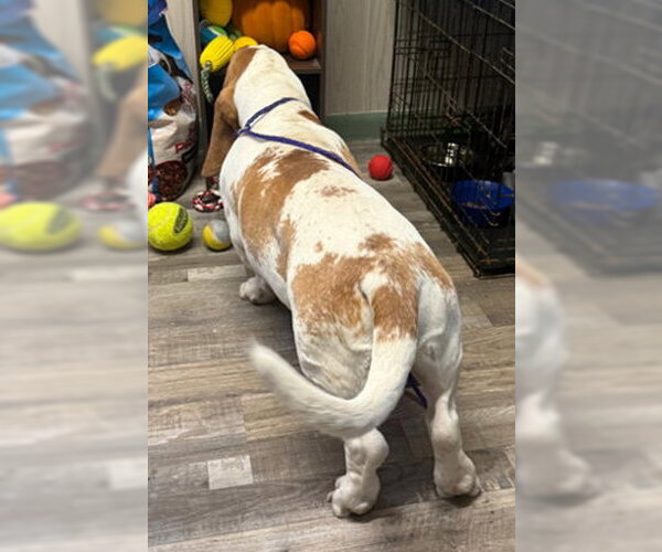 Medium Photo #2 Basset Hound Puppy For Sale in Deepwater, NJ, USA