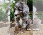 Small #5 Aussiedoodle