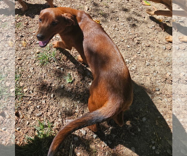 Medium Photo #2 Feist Terrier-Unknown Mix Puppy For Sale in Tracy City, TN, USA