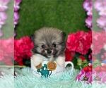 Small #6 Pomeranian