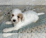 Small Photo #49 Goldendoodle (Miniature) Puppy For Sale in PENSACOLA, FL, USA