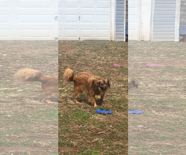 Medium Photo #3 Colonial Cocker Spaniel-Unknown Mix Puppy For Sale in Doylestown, PA, USA
