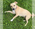 Small #8 American Pit Bull Terrier Mix