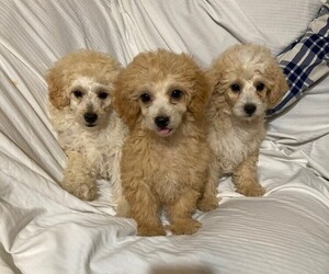 Poodle (Toy) Puppy for sale in UNICOI, TN, USA