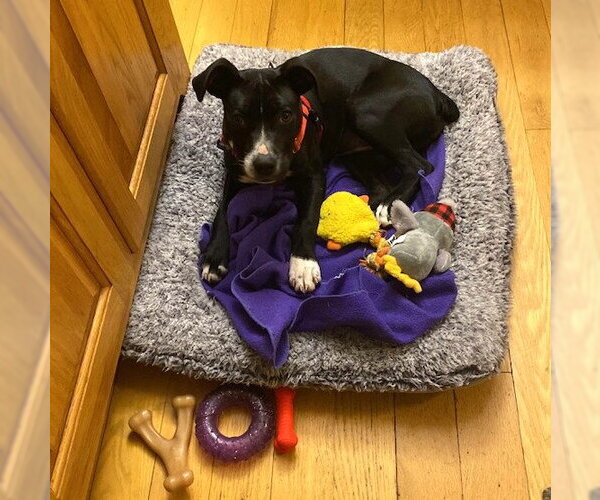 Medium Photo #4 Boston Huahua Puppy For Sale in Wakefield, RI, USA