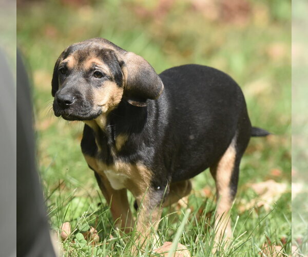 Medium Photo #11 Australian Shepherd-Unknown Mix Puppy For Sale in Mechanicsburg, PA, USA