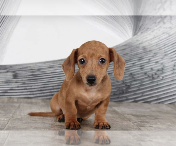Medium Photo #1 Dachshund Puppy For Sale in WESTPOINT, IN, USA