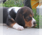 Small #5 Beagle