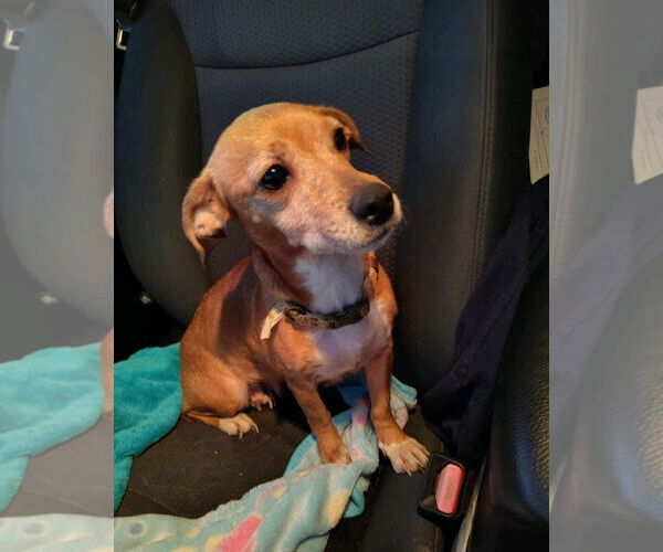 Medium Photo #2 Doxle Puppy For Sale in Sanford, FL, USA