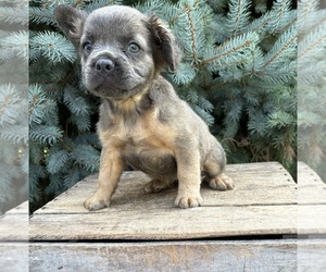French Bulldog Puppy for sale in MIDDLEBURY, IN, USA