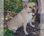 Small #3 Puggle