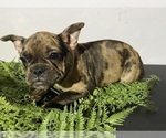 Small #1 Faux Frenchbo Bulldog