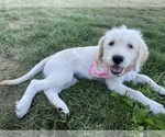 Small Photo #7 Labradoodle Puppy For Sale in LINDSEY, WI, USA