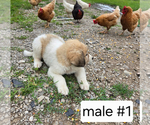 Small #2 Great Pyrenees