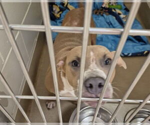 American Pit Bull Terrier Dogs for adoption in Decatur, IL, USA