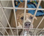 Small American Pit Bull Terrier