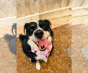 Australian Shepherd-Unknown Mix Dogs for adoption in Houston, TX, USA