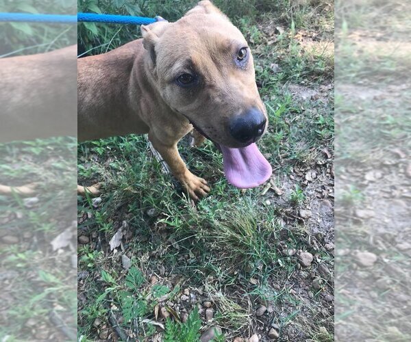 Medium Photo #1 Labrador Retriever-Unknown Mix Puppy For Sale in Jackson, MS, USA