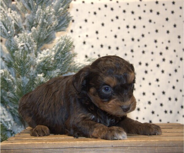 Medium Photo #22 Aussiedoodle Miniature  Puppy For Sale in NEWBERRY, IN, USA