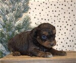 Small Photo #22 Aussiedoodle Miniature  Puppy For Sale in NEWBERRY, IN, USA
