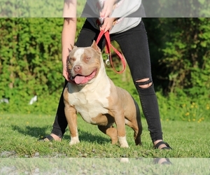 Father of the American Bully puppies born on 07/12/2025