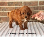Small #1 Cavapoo
