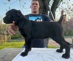 Small Photo #1 Cane Corso Puppy For Sale in MARTINSBURG, WV, USA