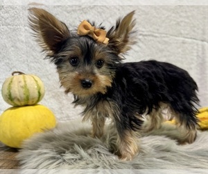 Yorkshire Terrier Puppy for sale in NAPPANEE, IN, USA