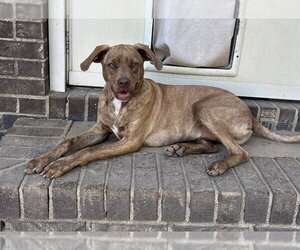 Nugget Bar - Male Feist Terrier-Unknown Mix Dog for Adoption - Photo #4