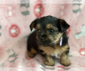 Yorkshire Terrier Puppy for Sale in OLLA, Louisiana USA