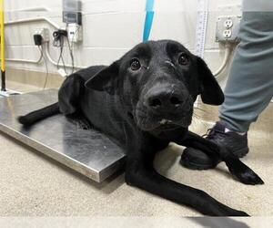 Shepradors Dogs for adoption in Grand Prairie, TX, USA