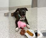 *BOOGIE - Male Mutt Dog for Adoption - Small photo