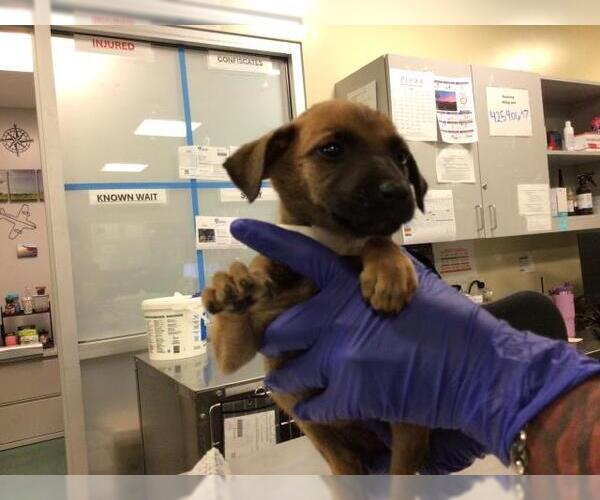 Medium Photo #9 German Shepherd Dog-Unknown Mix Puppy For Sale in Sebec, ME, USA
