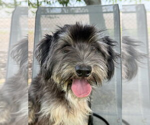 Shih Tzu-Unknown Mix Dogs for adoption in San Leon, TX, USA
