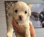 Puppy Puppy 2 Maltipoo (Miniature)
