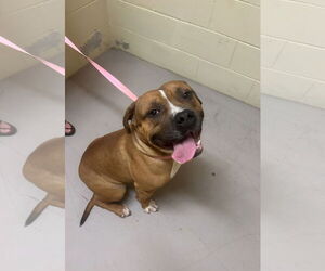 Bulldog-Unknown Mix Dogs for adoption in Westwood, NJ, USA