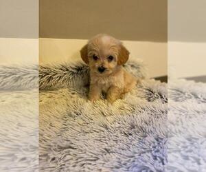 Maltipoo Puppy for sale in CHANDLER, AZ, USA