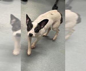 Chihuahua-Unknown Mix Dogs for adoption in Baytown, TX, USA