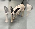 Small Chihuahua Mix