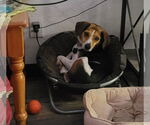 Small #10 Beagle