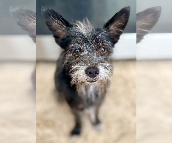 Medium Photo #3 Mutt Puppy For Sale in Boca Raton, FL, USA