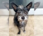 Small #2 Mutt