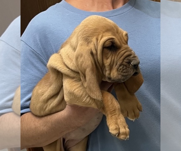 Medium Photo #12 Bloodhound Puppy For Sale in FORT MORGAN, CO, USA