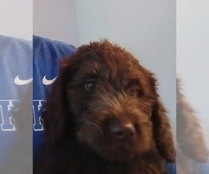 Double Doodle Puppy for Sale in JEFFERSONTOWN, Kentucky USA