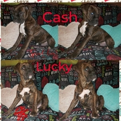 Boxer Puppy for sale in ORONOGO, MO, USA