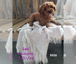 Puppy Lexi Cavapoo